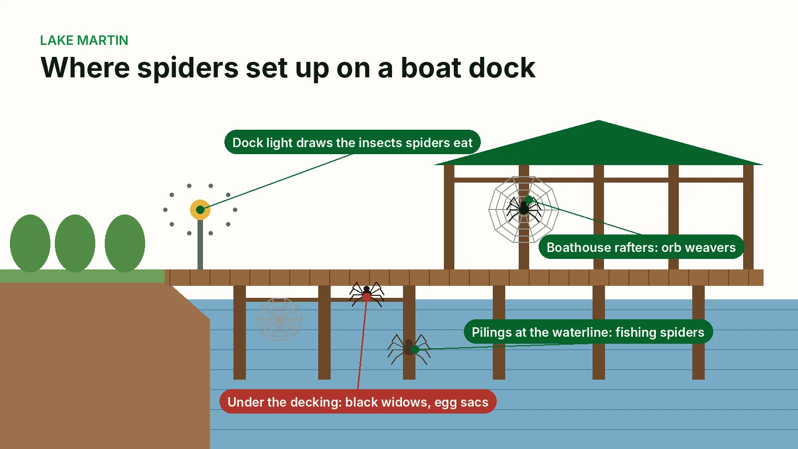 Illustrated cross-section of a lake dock and boathouse showing where spiders build webs: under the decking, on the pilings, around the dock light and in the boathouse rafters.