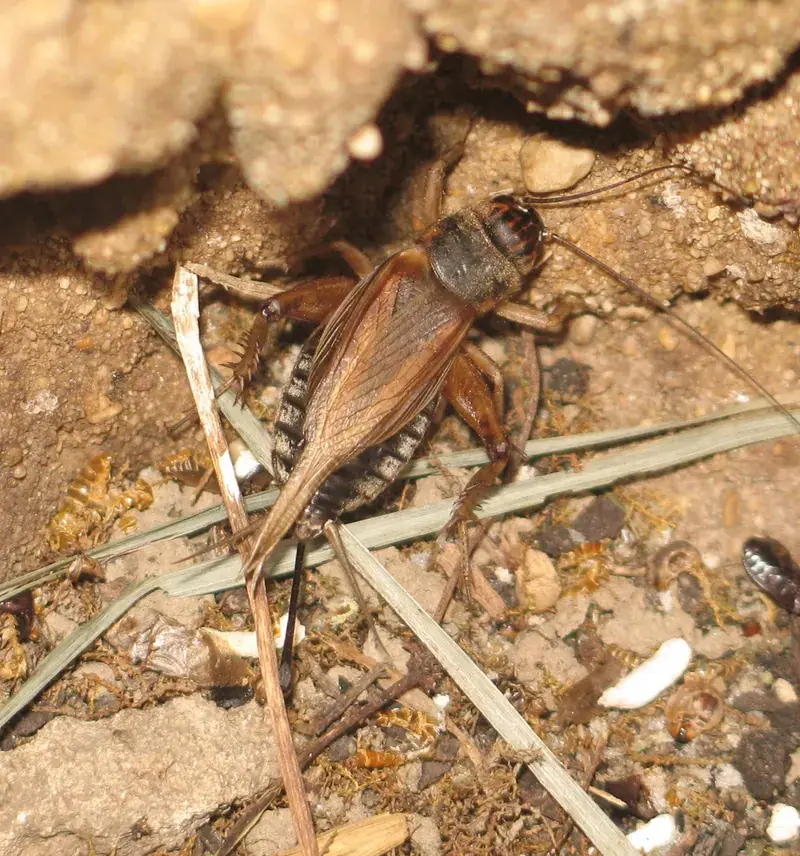 Cricket image illustrating seasonal home pests