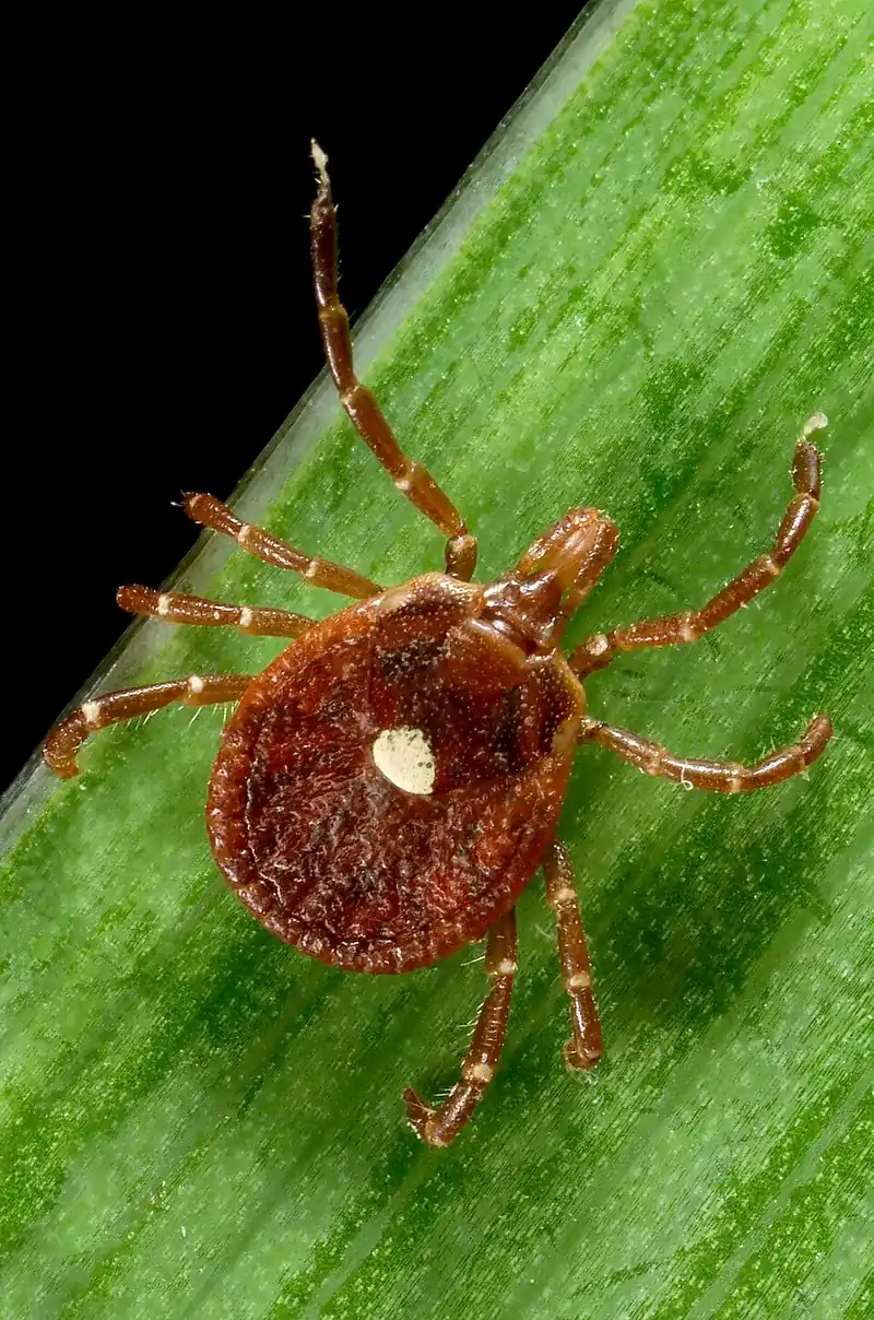 Tick image illustrating common yard pests