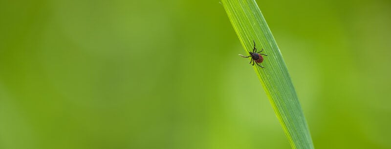 Tick on grass in a yard environment