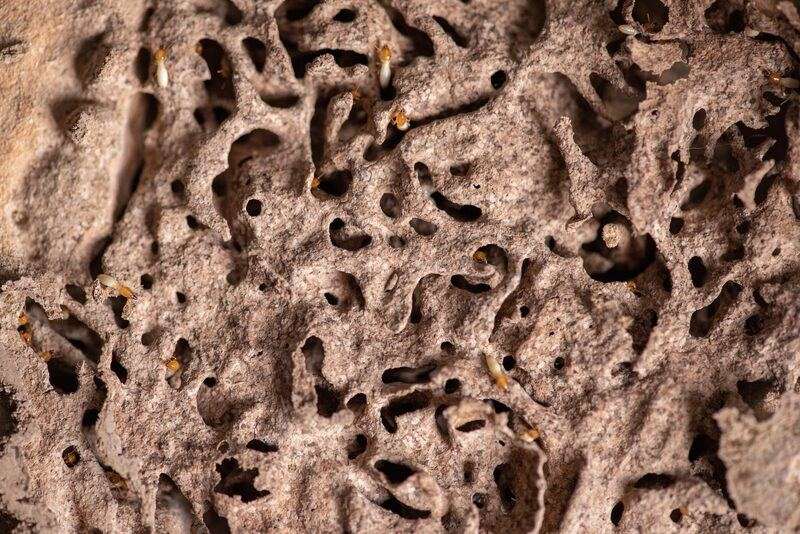Close-up of damaged wood used to illustrate a termite inspection topic