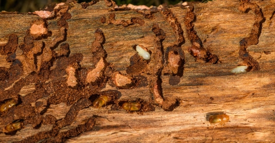 termites