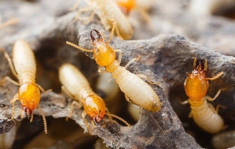 termites