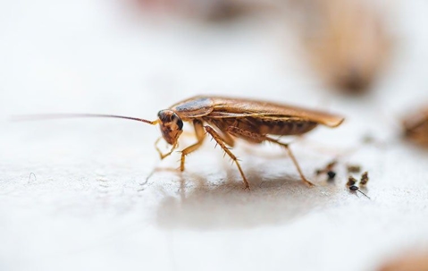 up close of a roach