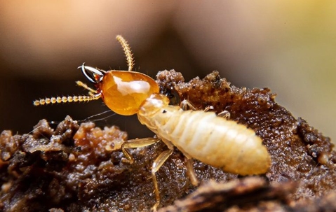 termite up close