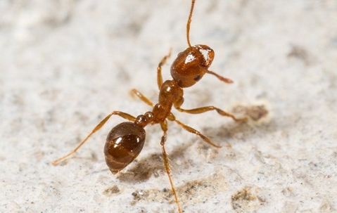 red ant