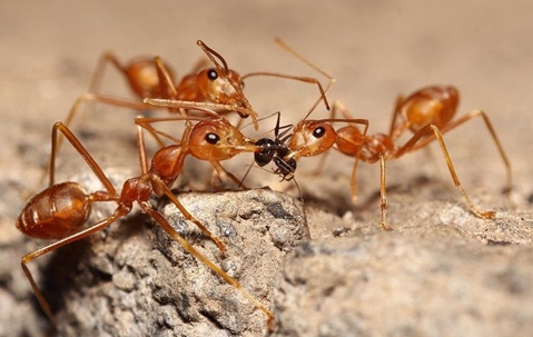 ants