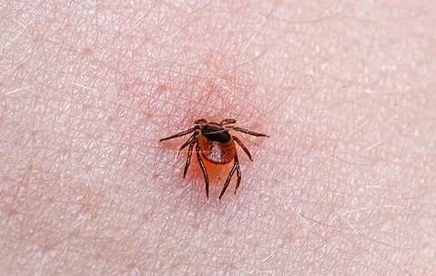 tick on skin