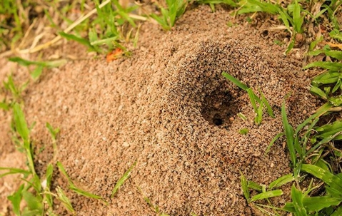 ant hill