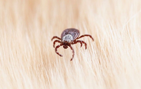 tick on fur