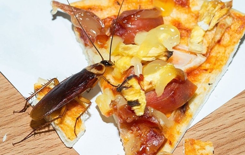 roach on food