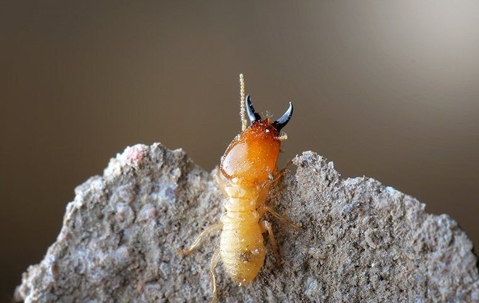 termite up close