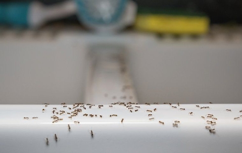 ants inside