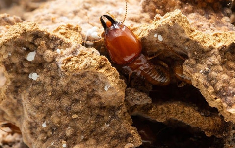 termite