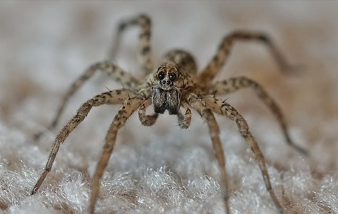 up close of spider