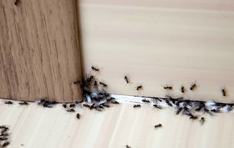ants in home