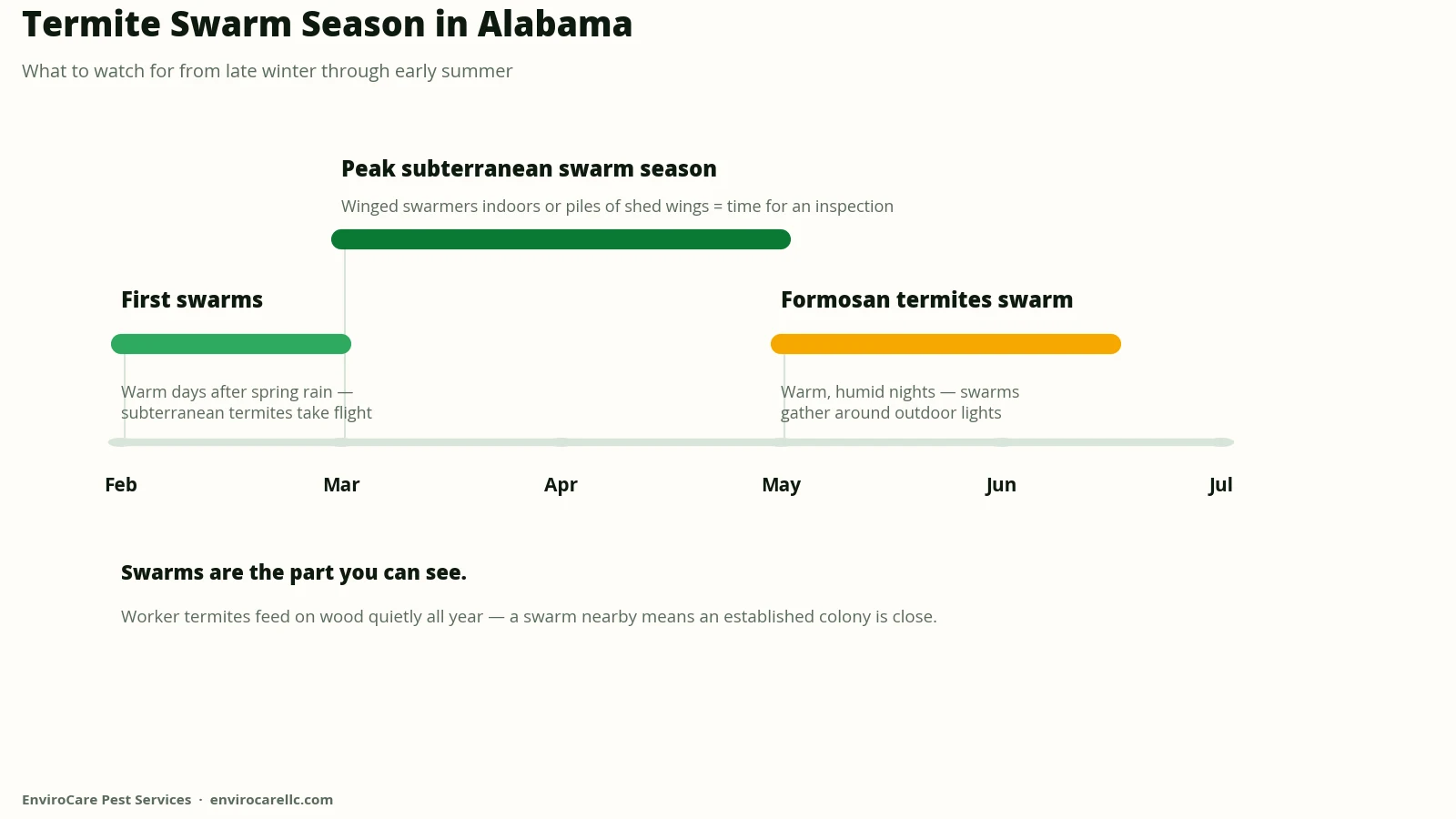 Timeline of Alabama termite swarm season: first subterranean swarms in February, peak subterranean swarms March through May, Formosan termite swarms May into June.