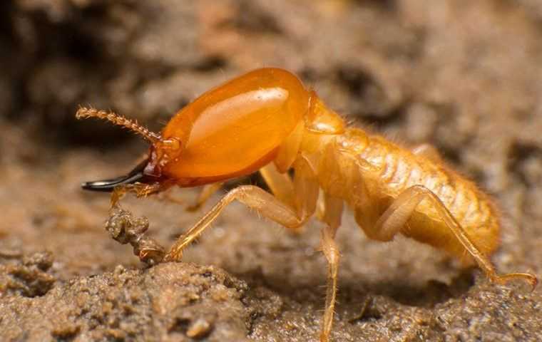 termite crawling in wood