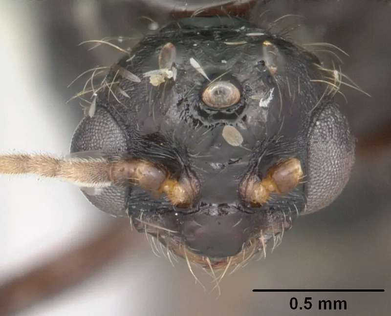 Red imported fire ant (Solenopsis invicta), a common Alabama ant