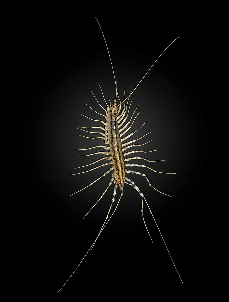 House centipede (Scutigera coleoptrata)