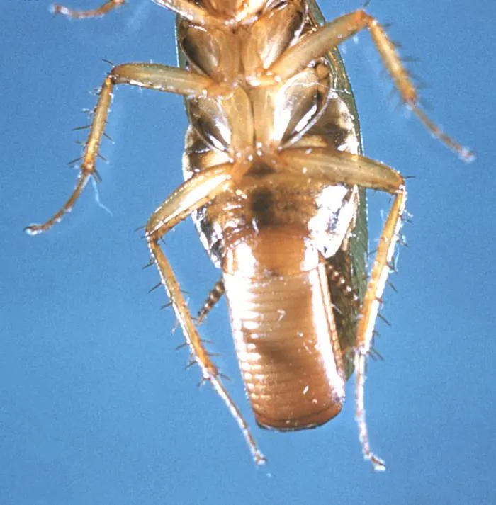 German cockroach (Blattella germanica)