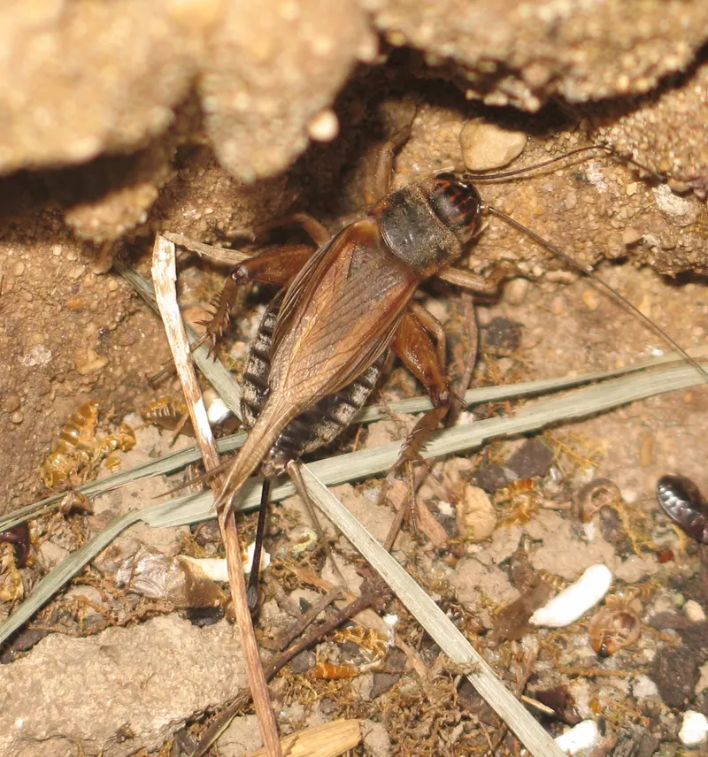 House cricket (Acheta domesticus)