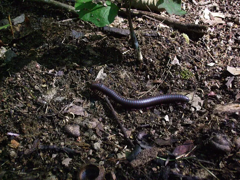 Millipede (Diplopoda)