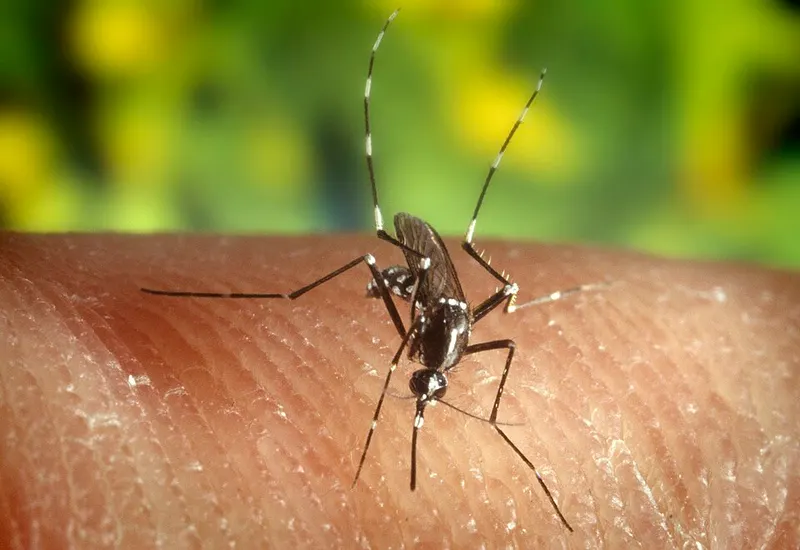 Asian tiger mosquito (Aedes albopictus)