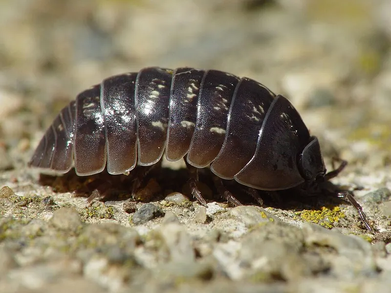 Pill bug / roly-poly (Armadillidium vulgare)