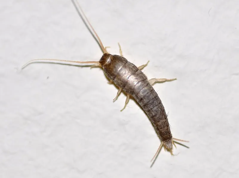 Silverfish (Lepisma saccharinum)
