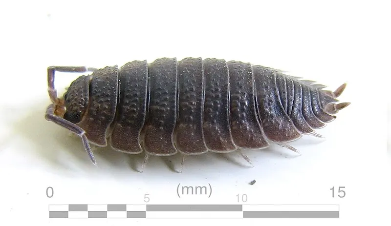 Sow bug / woodlouse (Porcellio scaber)