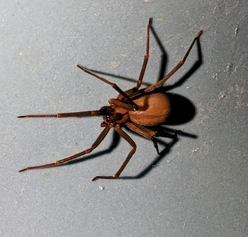 Brown recluse spider (Loxosceles reclusa)