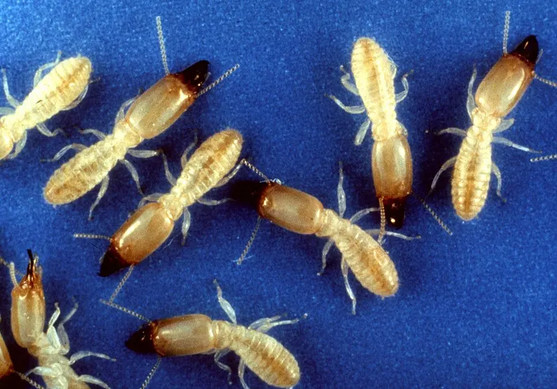 Eastern subterranean termites (Reticulitermes flavipes)